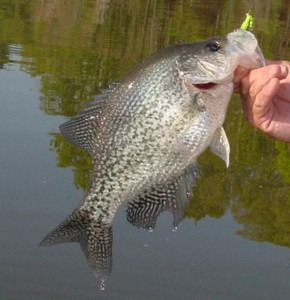 crappie_2_400 Leech Lake Crappie
