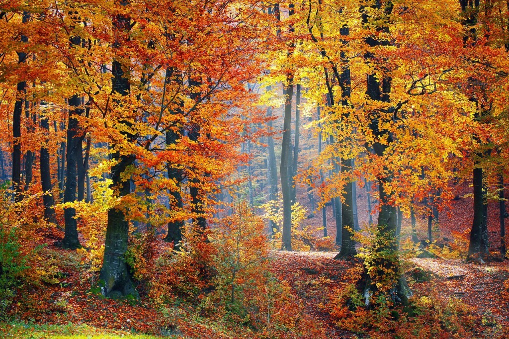woods-1072819_1280 Leech Lake Fall